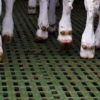 calf_plastic_slats_3