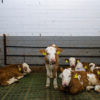 calf_plastic_slats_4