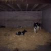 calf_plastic_slats_5