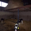 calf_plastic_slats_6