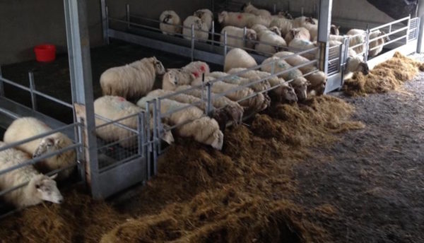 sheep_feed_barriers_1