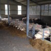 sheep_feed_barriers_4