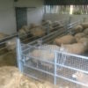 sheep_hay_rack_4