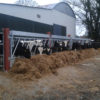 weanling_7