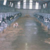 calf_pen_4