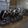 feeding_gate_3