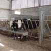 feeding_gate_4