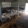walk_through_feeder_3
